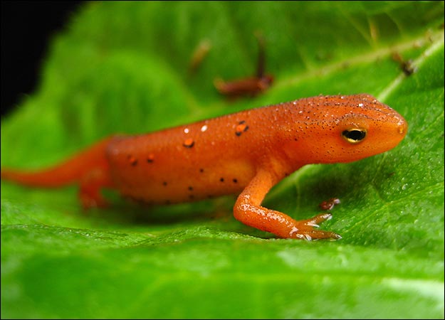 salamander-picture